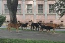 Vereadores cobram novas medidas da Prefeitura em relação aos cães de rua