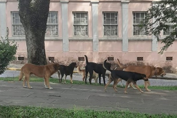 Vereadores cobram novas medidas da Prefeitura em relação aos cães de rua